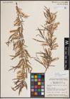 Foto von Salix exigua var. pedicellata (Andersson) Cronquist